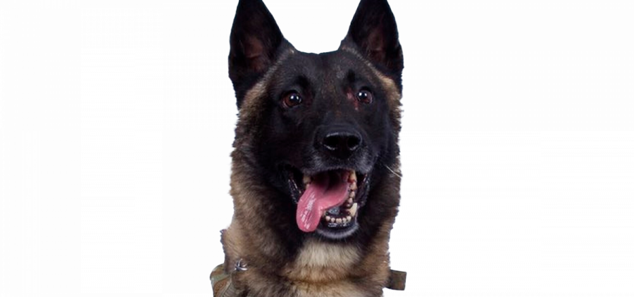 US Military working dog, a Belgian Malinois, that was injured tracking down Abu Bakr al-Baghdadi in a tunnel beneath his compound in Syria, US Government handout provided by President Trump