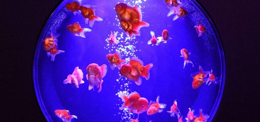 Goldfish, like these showcased at Tokyo's Nihonbashi Art Aquarium, have been bred in China over centuries, into forms so varied and rare that one can be worth hundreds of dollars.