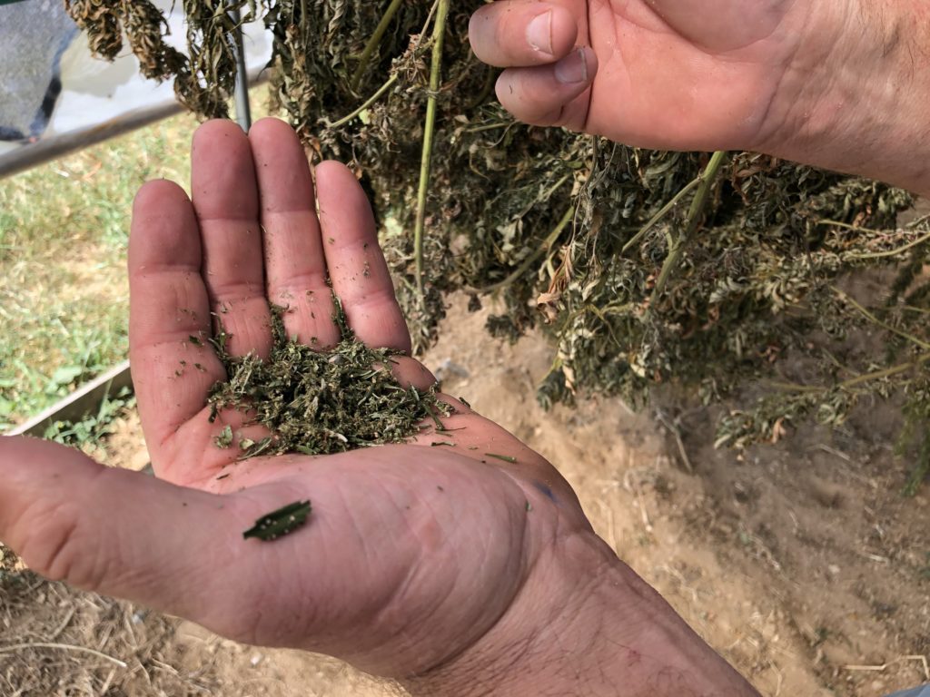 Tony Silvernail with a handful of crumbled hemp, on his farm near Frankfort, Kentucky.