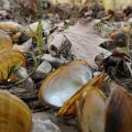 Biologists pile fresh dead mussel shells on the edge of the Clinch River after documenting the species' number and type. The smell can get "real bad," says biologist Rose Agbalog.