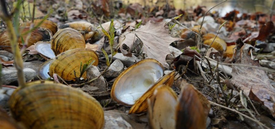 Biologists pile fresh dead mussel shells on the edge of the Clinch River after documenting the species' number and type. The smell can get "real bad," says biologist Rose Agbalog.