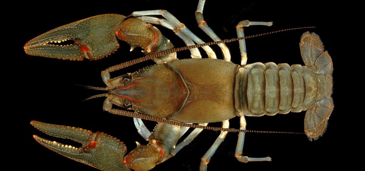 A Big Sandy Crayfish
