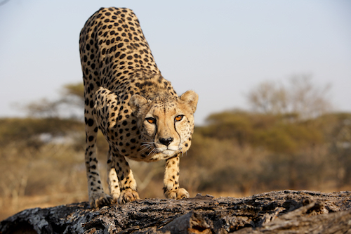 cheetah on log ready to pounce