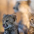 wo young cheetah cubs lie in the shade while their mother rests in the background