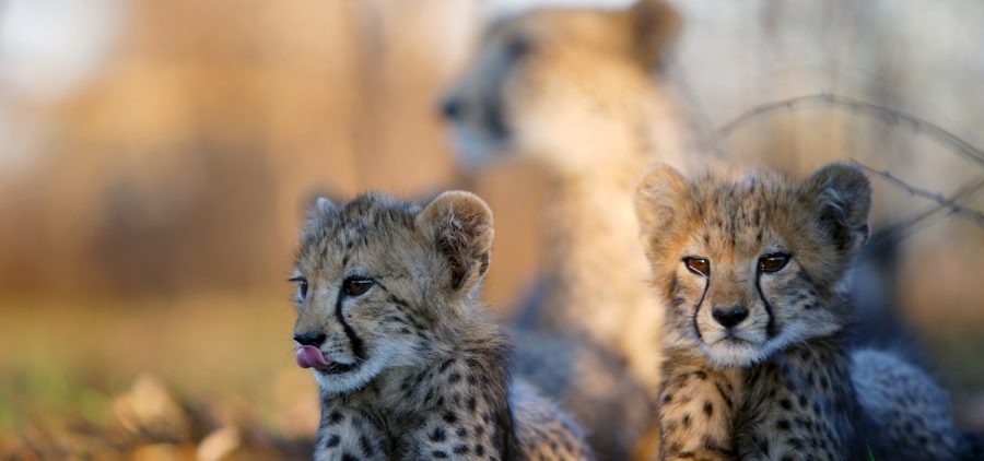wo young cheetah cubs lie in the shade while their mother rests in the background