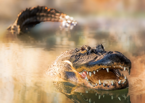 Alligator with head and tail out of water