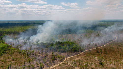 Florida forest fire