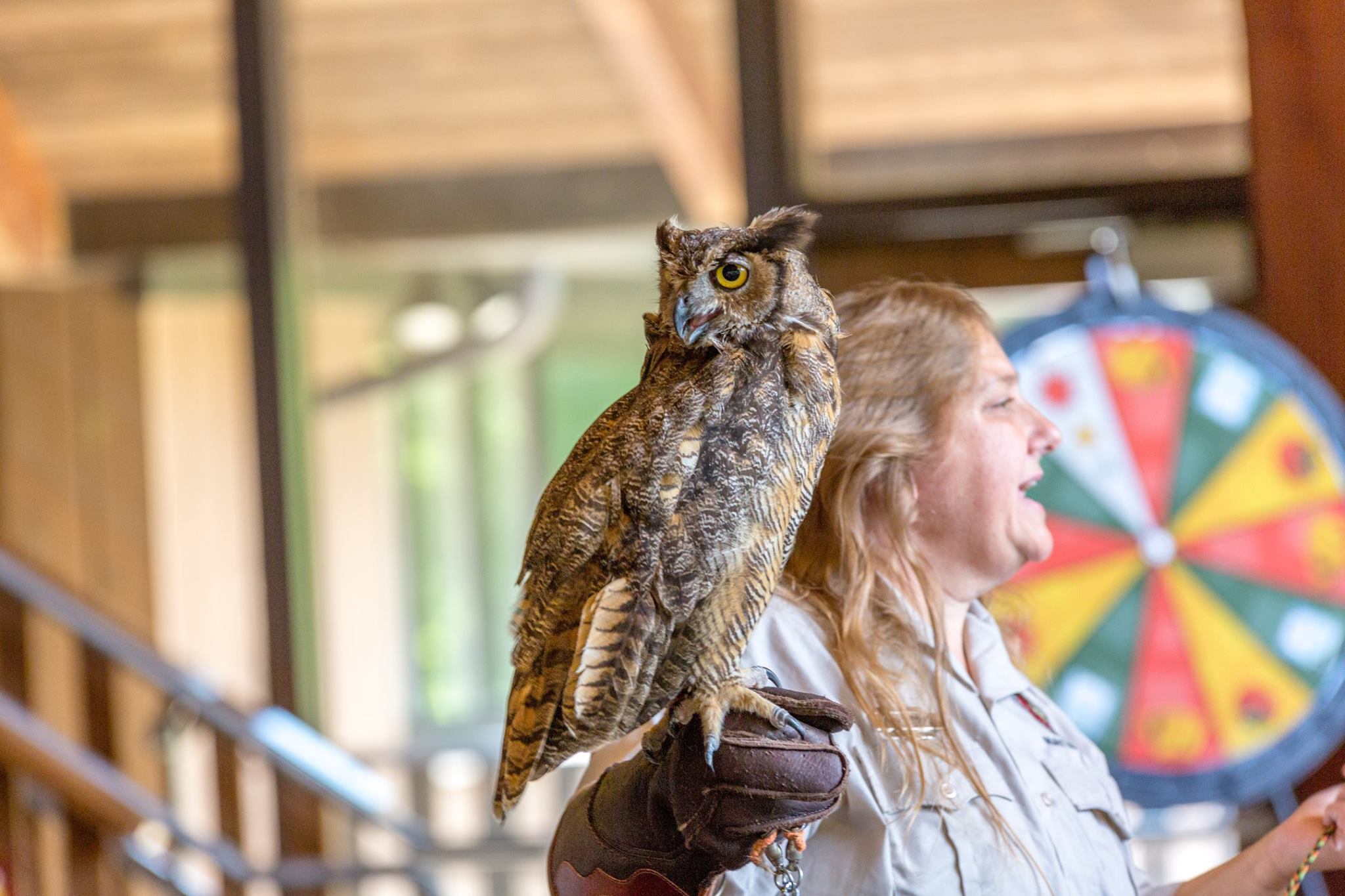 An owl is perched on a woman's gloved hand
