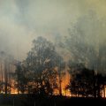 A bushfire burns in Bodalla, New South Wales, Australia, Saturday, Jan. 25, 2020.