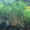 Medical Marijuana being grown