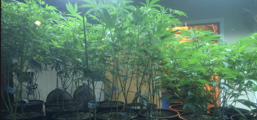 Medical Marijuana being grown