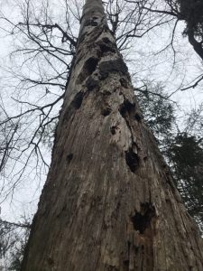 Cavities in older trees provide shelter for the squirrels