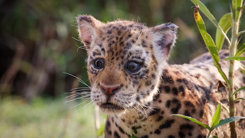 Spy Jaguar Cub, Pantanal, Brazil, South America