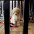 A puppy plays with toys at a pet store in Columbia, Md., Monday, Aug. 26, 2019.