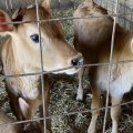 Cows on the DeBruin family farm