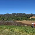 Full Belly Farm, a 450-acre, organic farm, in California's Capay Valley northwest of Sacramento, is busier than ever trying to ramp up production to meet soaring demand.