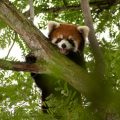 Kora, the red panda who was discovered missing from her habitat was found in a tree at the Columbus Zoo on Thursday