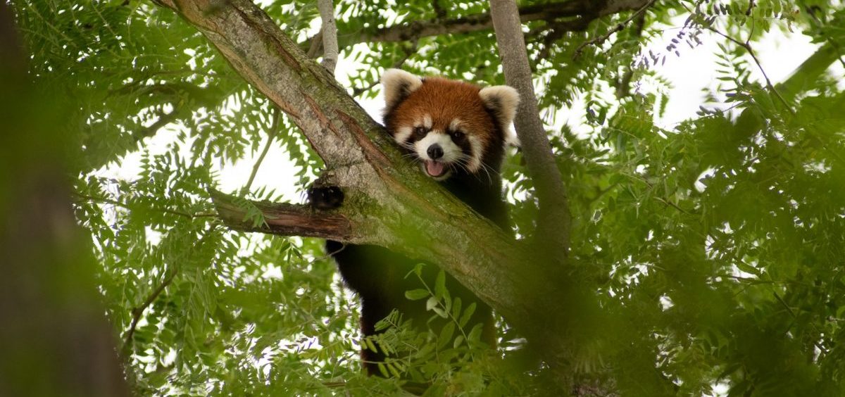 Kora, the red panda who was discovered missing from her habitat was found in a tree at the Columbus Zoo on Thursday