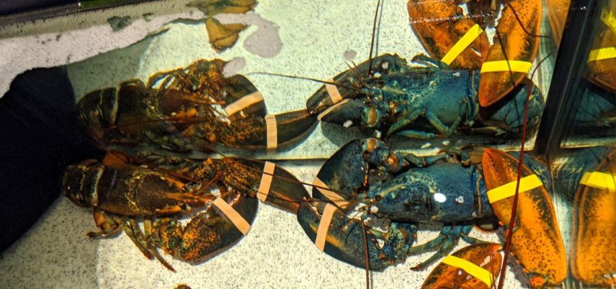 A rare blue American lobster in the tank of a Red Lobster restaurant in Cuyahoga Falls, Ohio, last week.