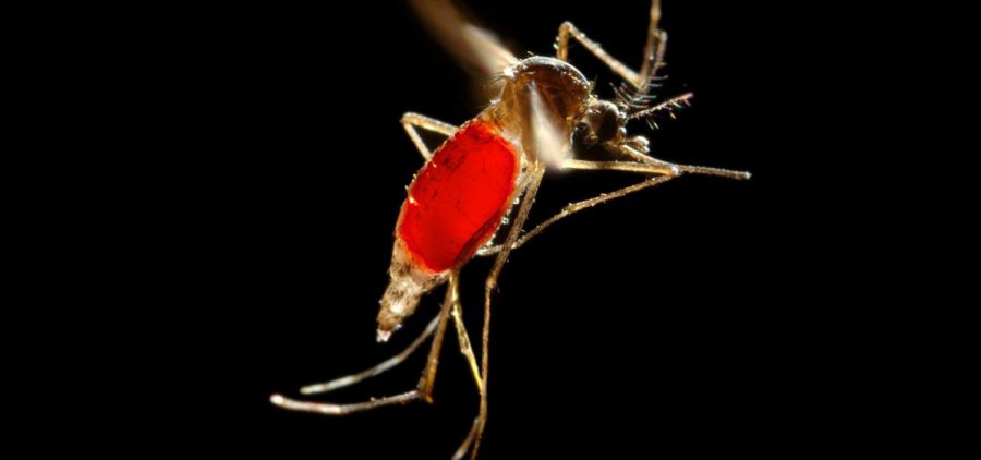 With her blood meal visible through her transparent abdomen, the female Aedes aegypti mosquito takes flight as she leaves her host's skin surface.