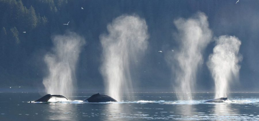 Humpback whales feed together just outside Glacier Bay, Alaska.