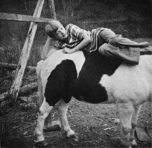 black and white of elementary boy laying on top of cow