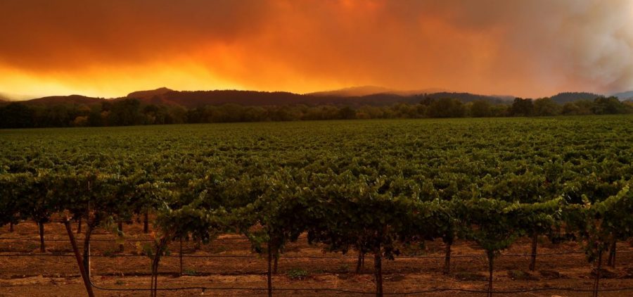 A local resident stands next to a vineyard while watching the LNU Lightning Complex fire burning in nearby hills on August 20 in Healdsburg, Calif.