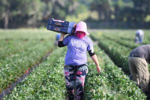 Hispanic farm worker in field