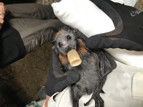 A baby bat with pacifier is about to get a “bat wrap” for the evening.