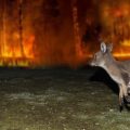 Kangaroo escaping from Australia bush fire devastation