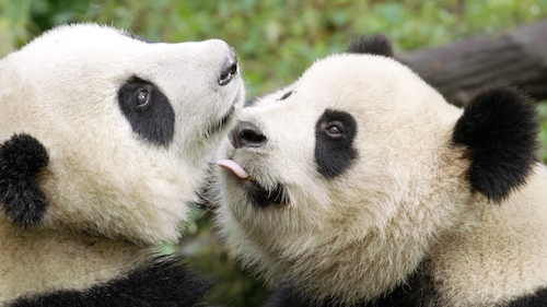 two pandas
