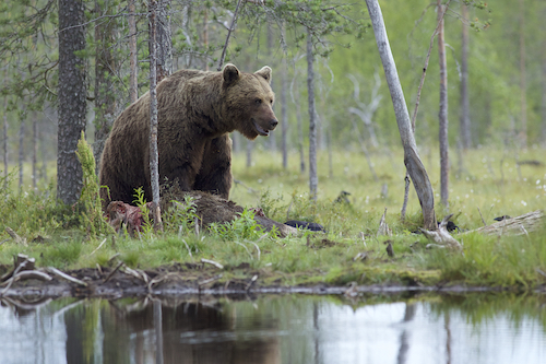 European Brown Bear. Lapland, Finland.