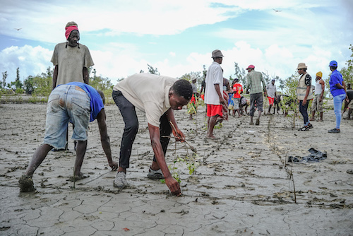 community in Mozambique replant a large area of mangrove