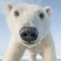 polar bear cub closeup face to camera