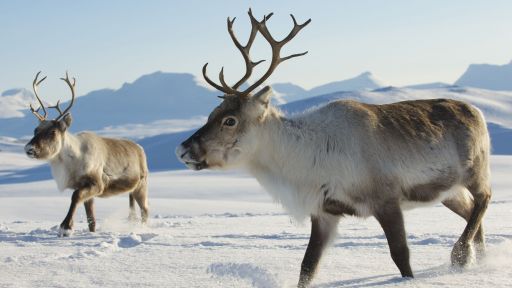 two reindeer in snow