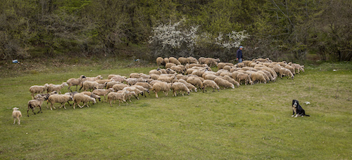 Hellenic sheepdog with their flock of sheep.