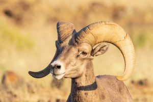 Male Bighorn sheep. Big Bend, Texas.