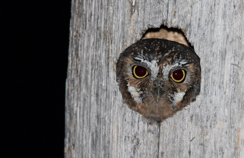 Elf owl looking out of its nest. Big Bend, Texas.