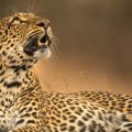 Leopard mother
