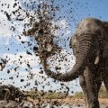 An African elephant sprays mud over itself to keep cool and protect its skin under the intense African sun.