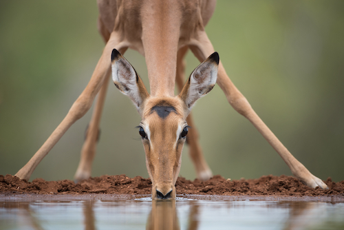A horizontal, surface level, cropped photo of a young impala, drinking at a waterhole