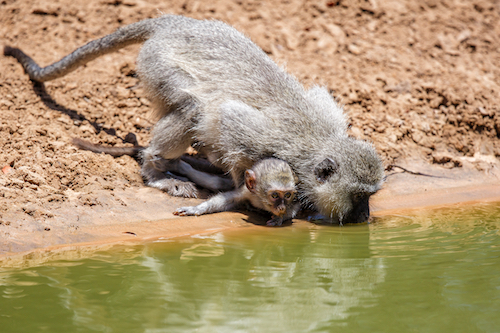 A vervet monkey and her baby drinking at the water’s edge.