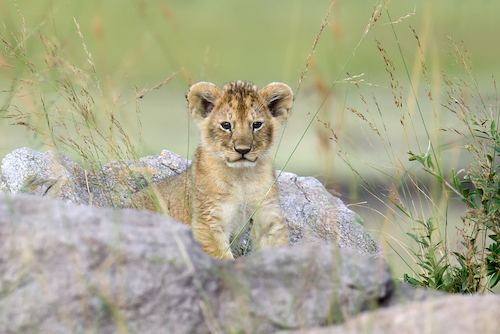 African lion cub in National park of Kenya, Africa.