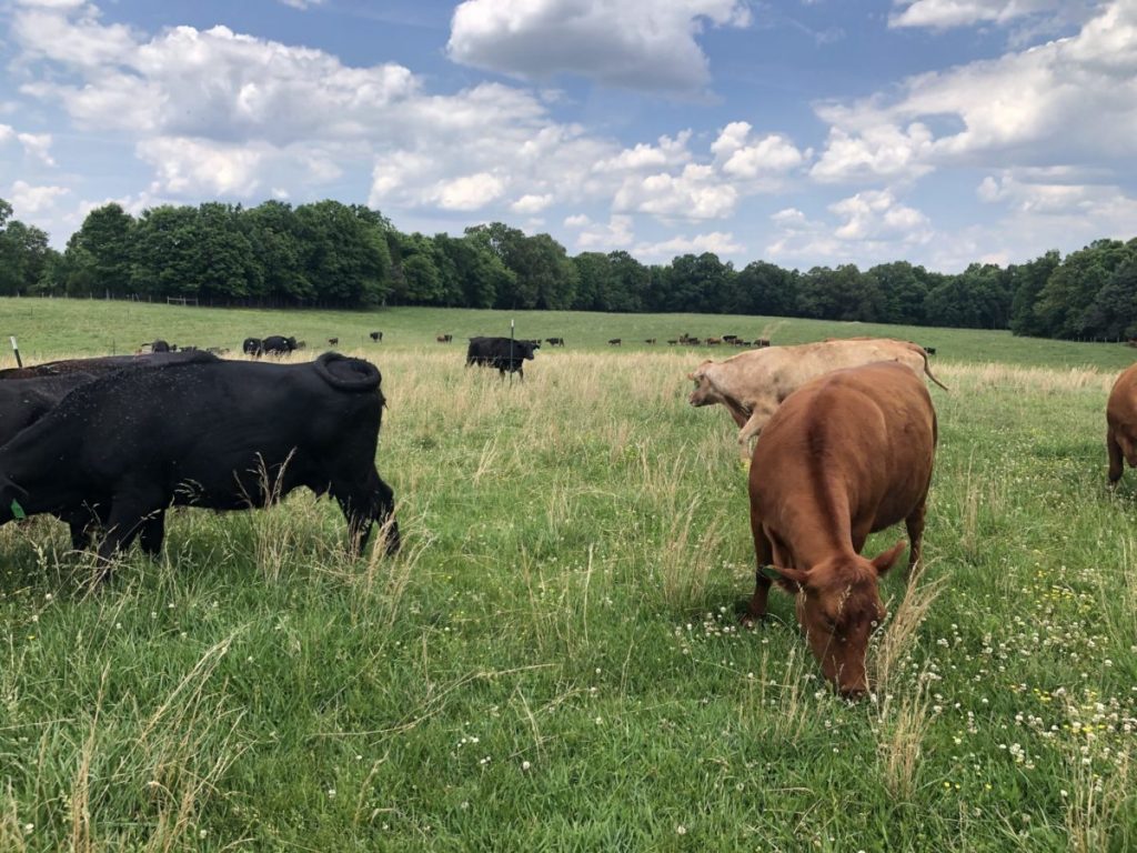 Black and Red Angus cattle graze in a pasture in Calloway County, Kentucky.