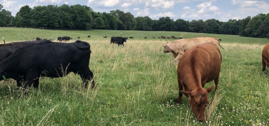Black and Red Angus cattle graze in a pasture in Calloway County, Kentucky.