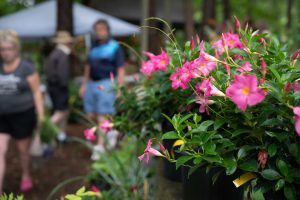 Mandeville flowers are seen at Lilyfest in Rockbridge, Ohio, on Friday, July 9, 2021. [Joseph Scheller | WOUB]