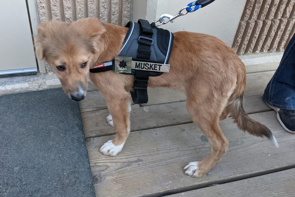 Dog wearing a military vest with a Musket nametag 
