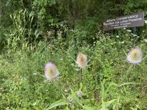Sign reads Athens Conservancy Mary Beth Zak Lohse 241 acres 97 hectares Acquired in 2018 on a brown sign in a field of wildflowers with the forest just behind