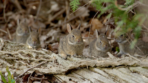 Two-week-old baby Cottontail rabbits.
