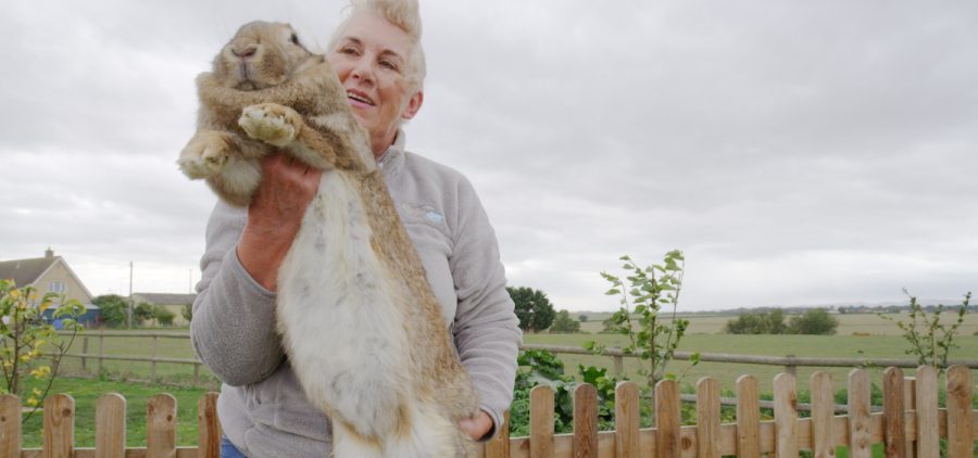 Rabbit breeder Annette Edwards with Grace, a Continental Giant rabbit. Worcester, UK.